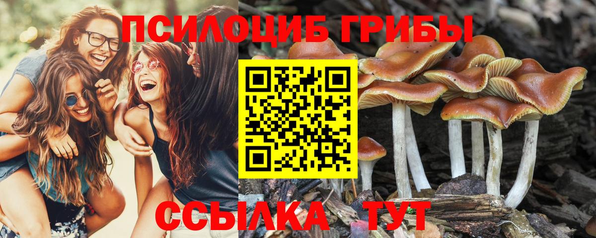 наркотики  Вход с VPN  Дедовск  Псилоцибиновые грибы Psilocybe 